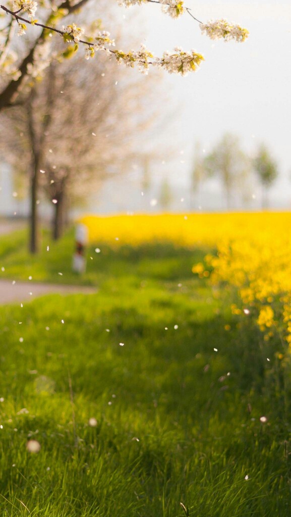 i migliori sfondi per iphone,natura,paesaggio naturale,giallo,erba,primavera