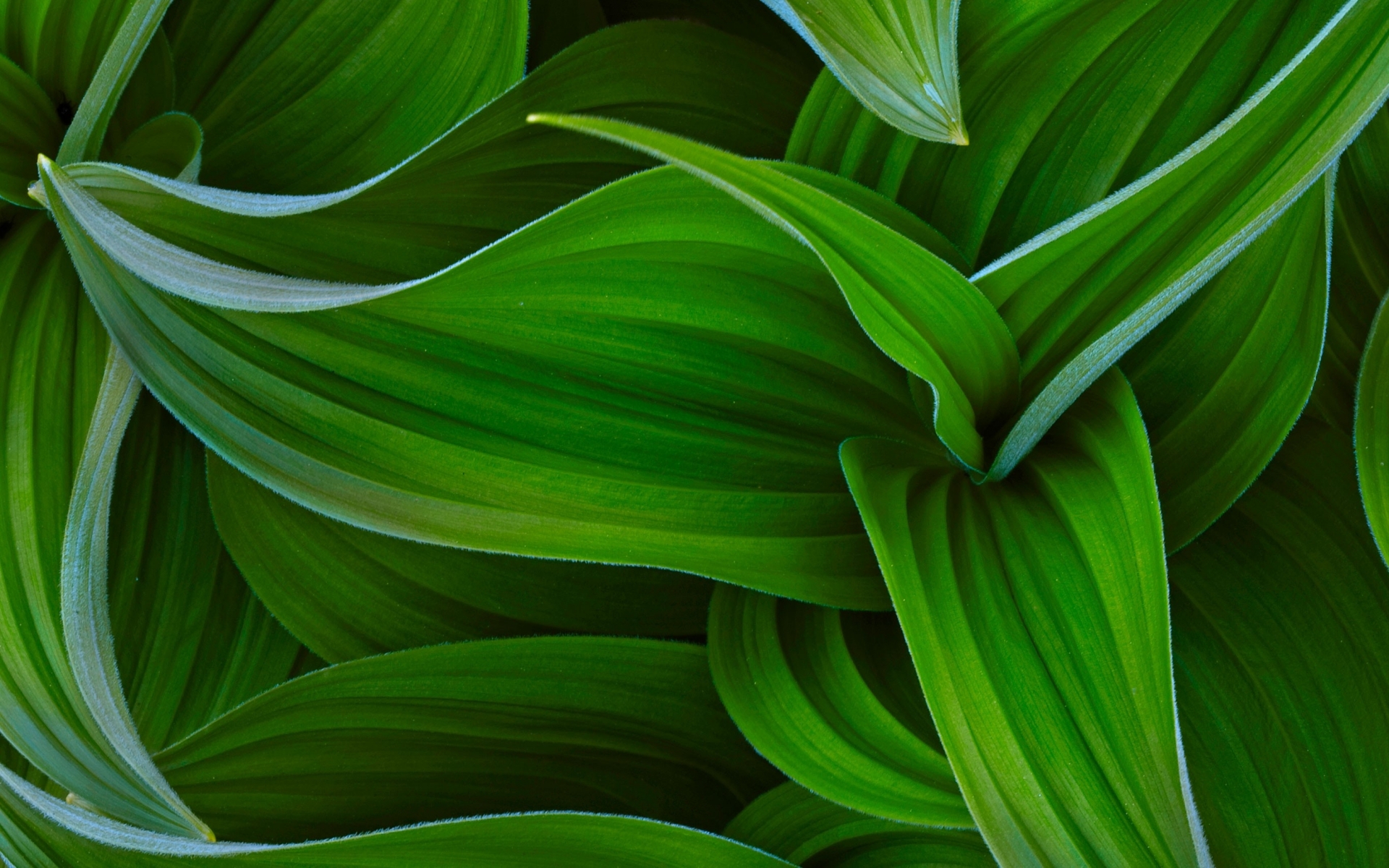 foto di carta da parati,verde,foglia,pianta,fiore,avvicinamento