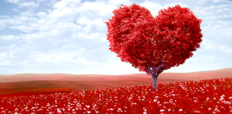 fotos de wallpaper,red,natural landscape,sky,love,plant