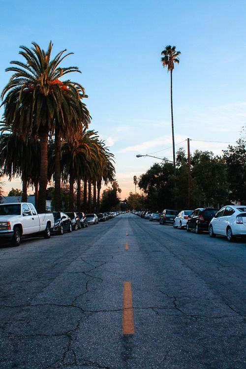 fotos de fondo de pantalla,árbol,la carretera,asfalto,palmera,cielo