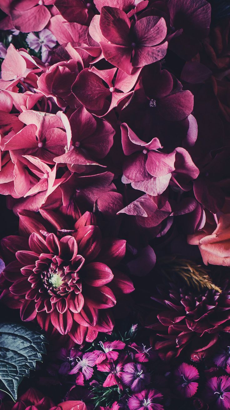 fondos de wallpaper,petal,purple,pink,flower,violet