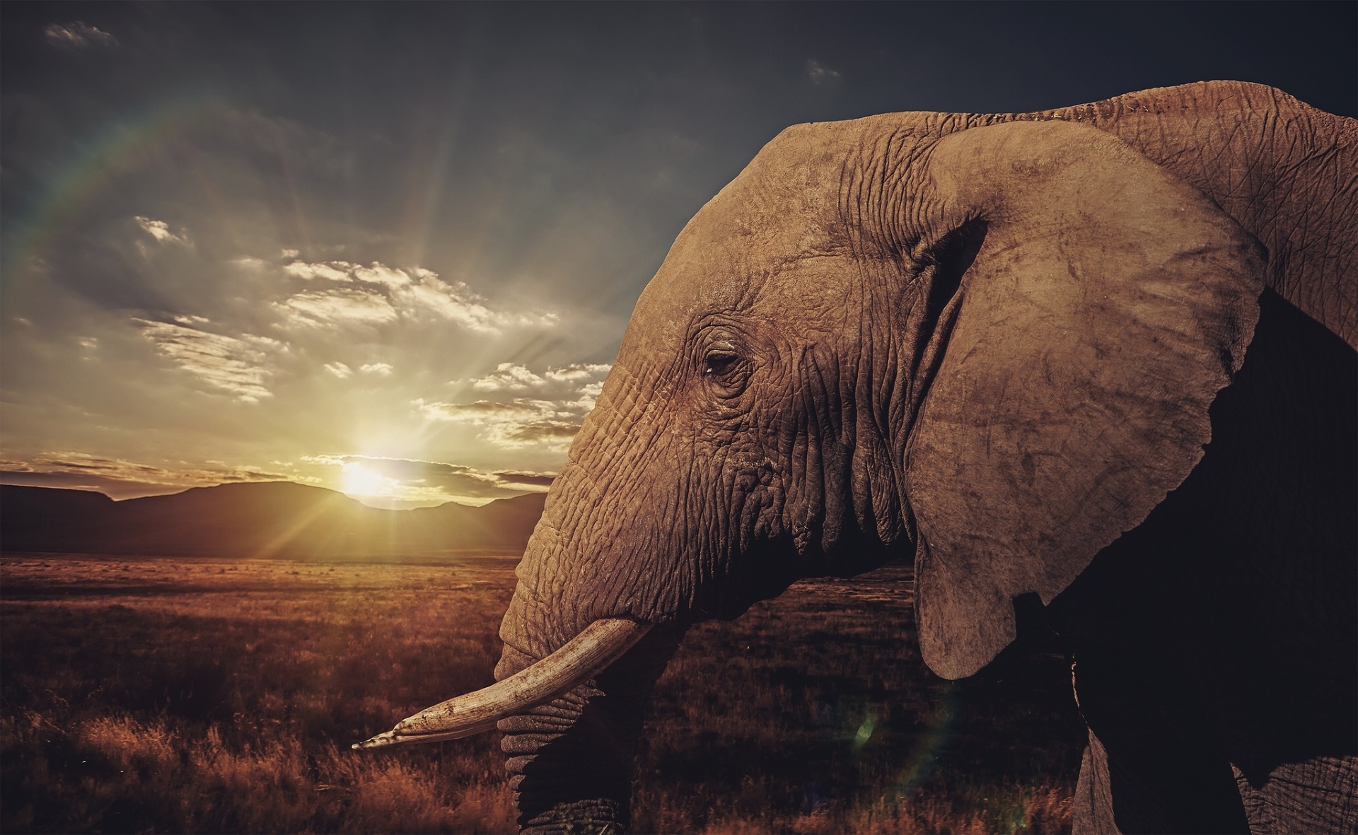 fondos de pantalla wallpaper hd,elephant,elephants and mammoths,terrestrial animal,wildlife,african elephant