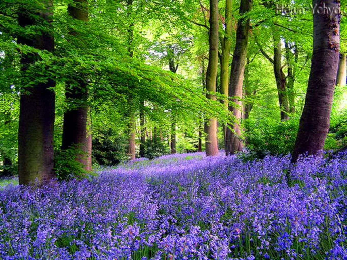 imagenes tapeten für fondo de pantalla,natürliche landschaft,natur,lavendel,wald,blume