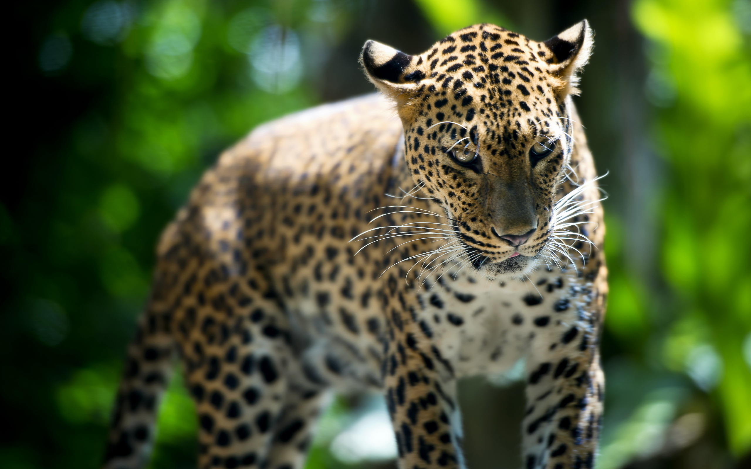 動物の壁紙 陸生動物 野生動物 ジャガー ヒョウ ネコ科 Wallpaperuse 動物の壁紙 陸生動物 野生動物 ジャガー ヒョウ ネコ科 Wallpaperuse