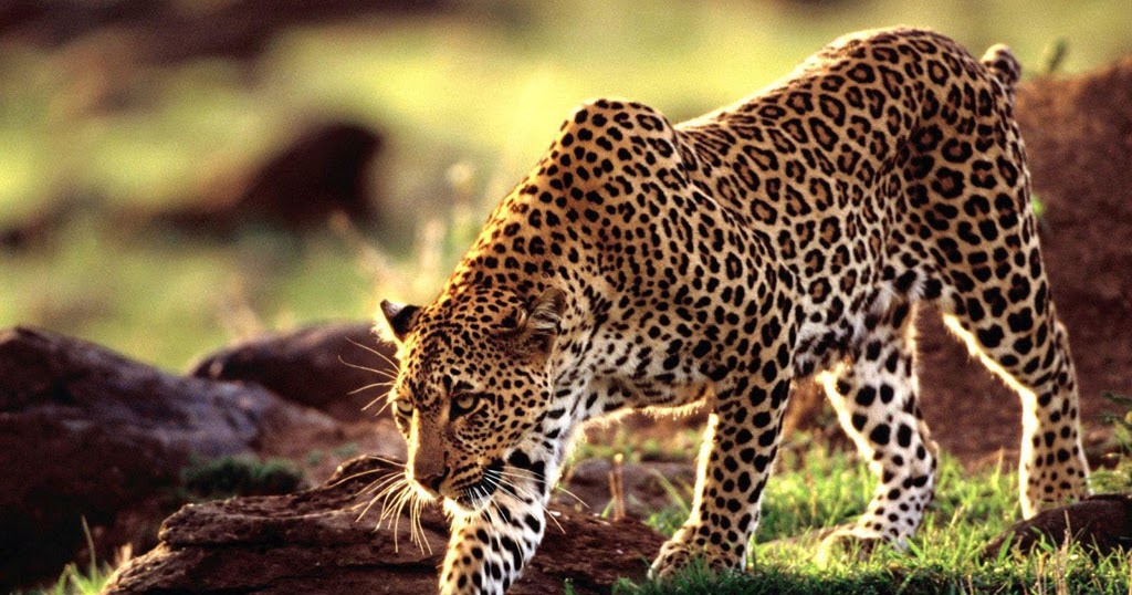 animales wallpaper,terrestrial animal,mammal,wildlife,vertebrate,jaguar