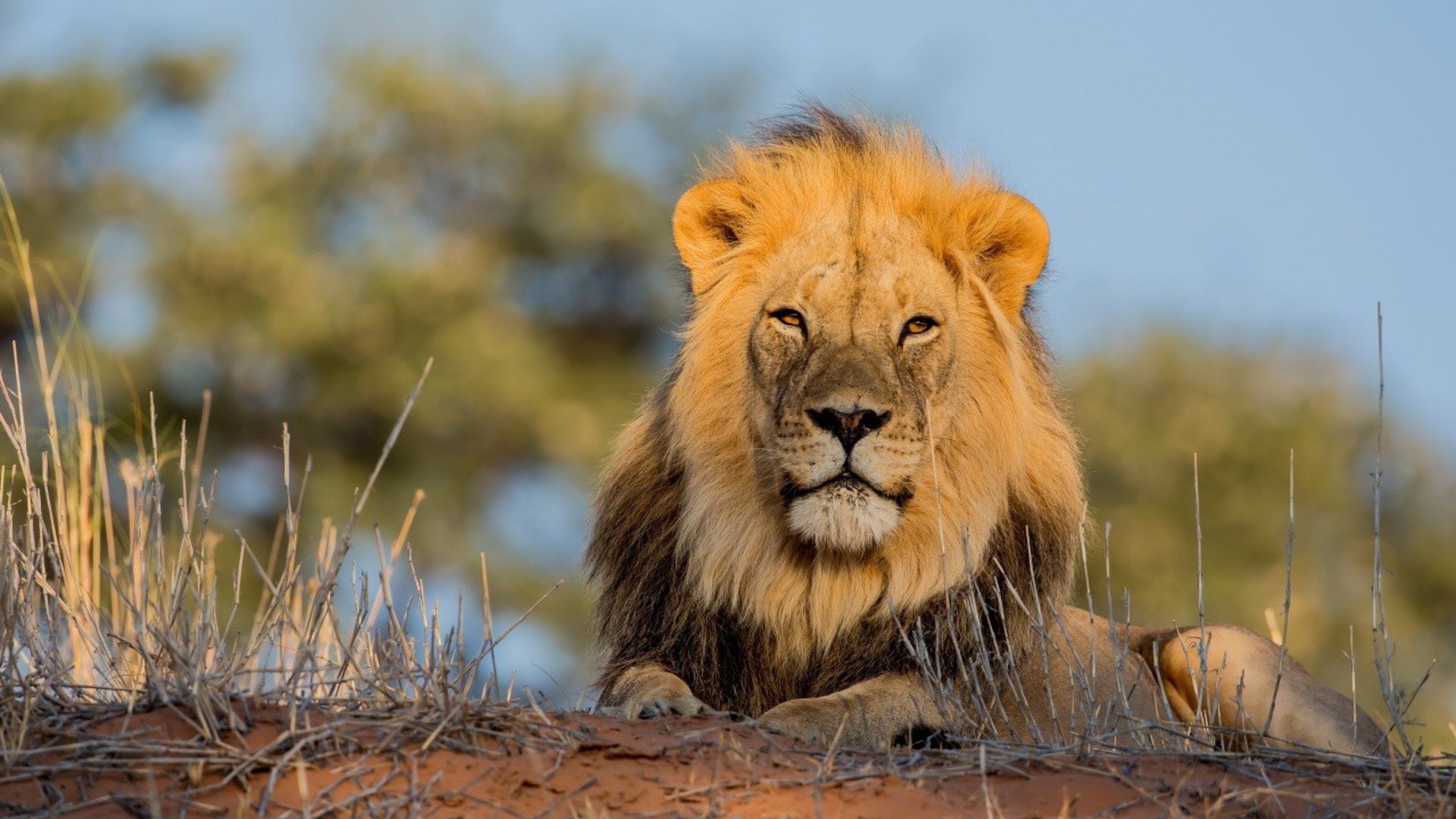 fond d'écran animales,faune,lion,animal terrestre,cheveux,lion masai