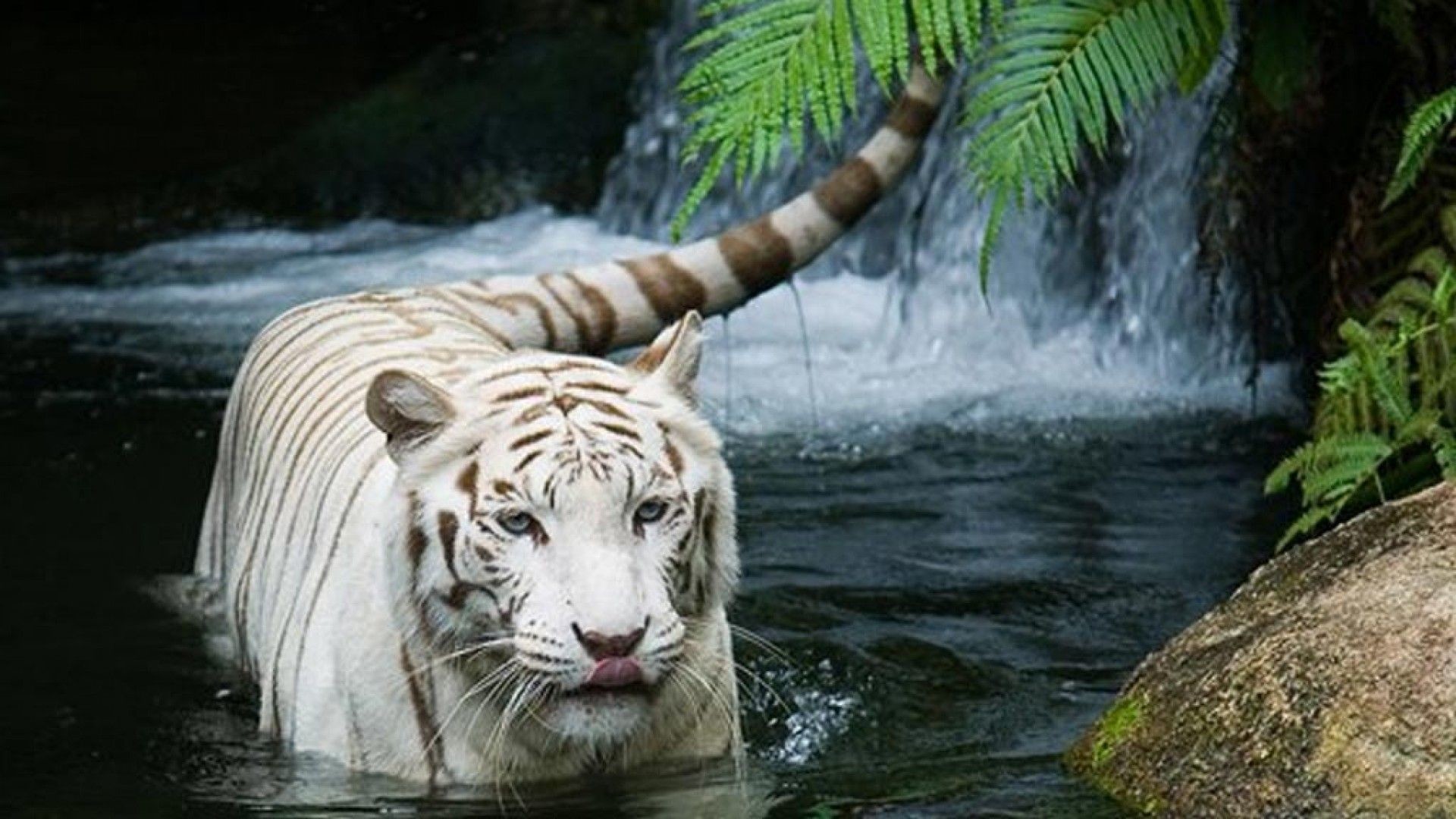 fond d'écran animales,tigre,tigre du bengale,faune,félidés,tigre de sibérie