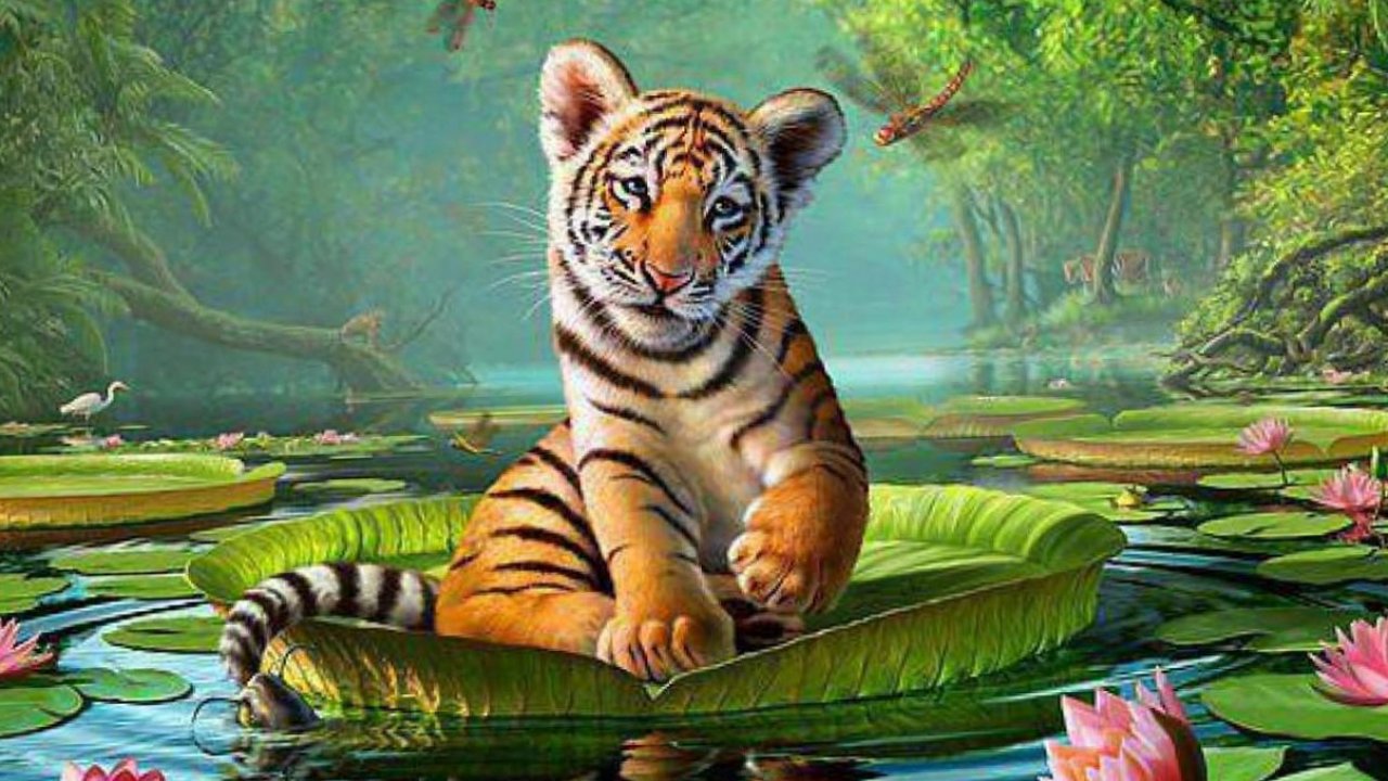 carta da parati animales,tigre,natura,tigre del bengala,tigre siberiana,animale terrestre