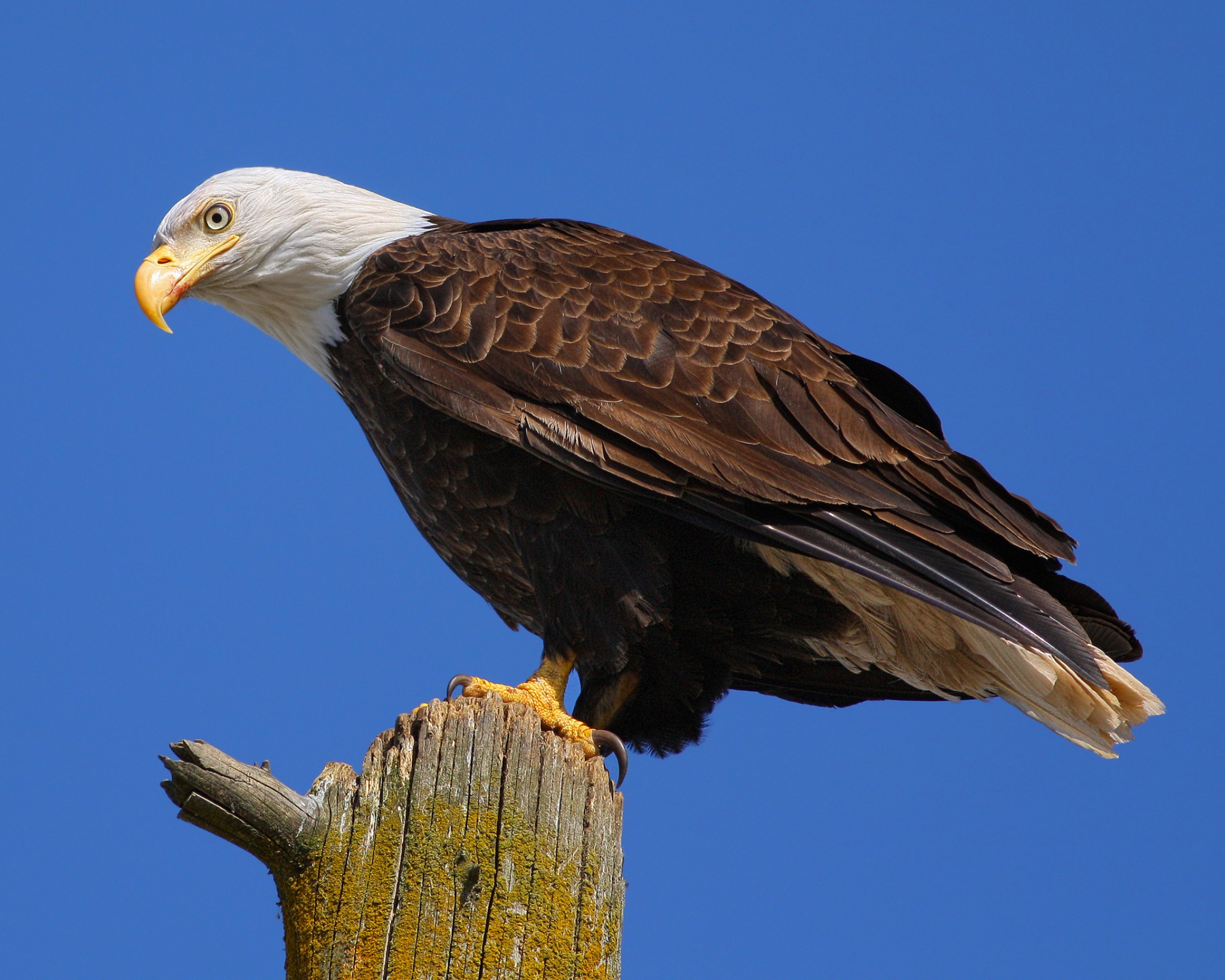 descargar wallpaper gratis,vogel,weißkopfseeadler,raubvogel,adler,accipitriformes