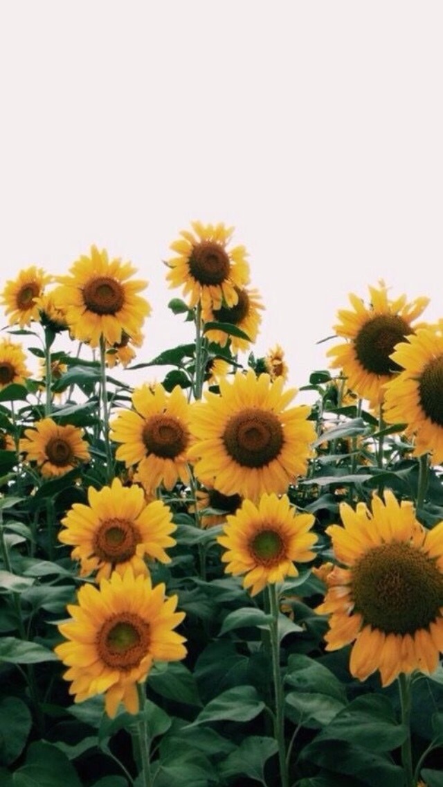 640x1136 hd wallpaper,flower,sunflower,flowering plant,plant,sunflower