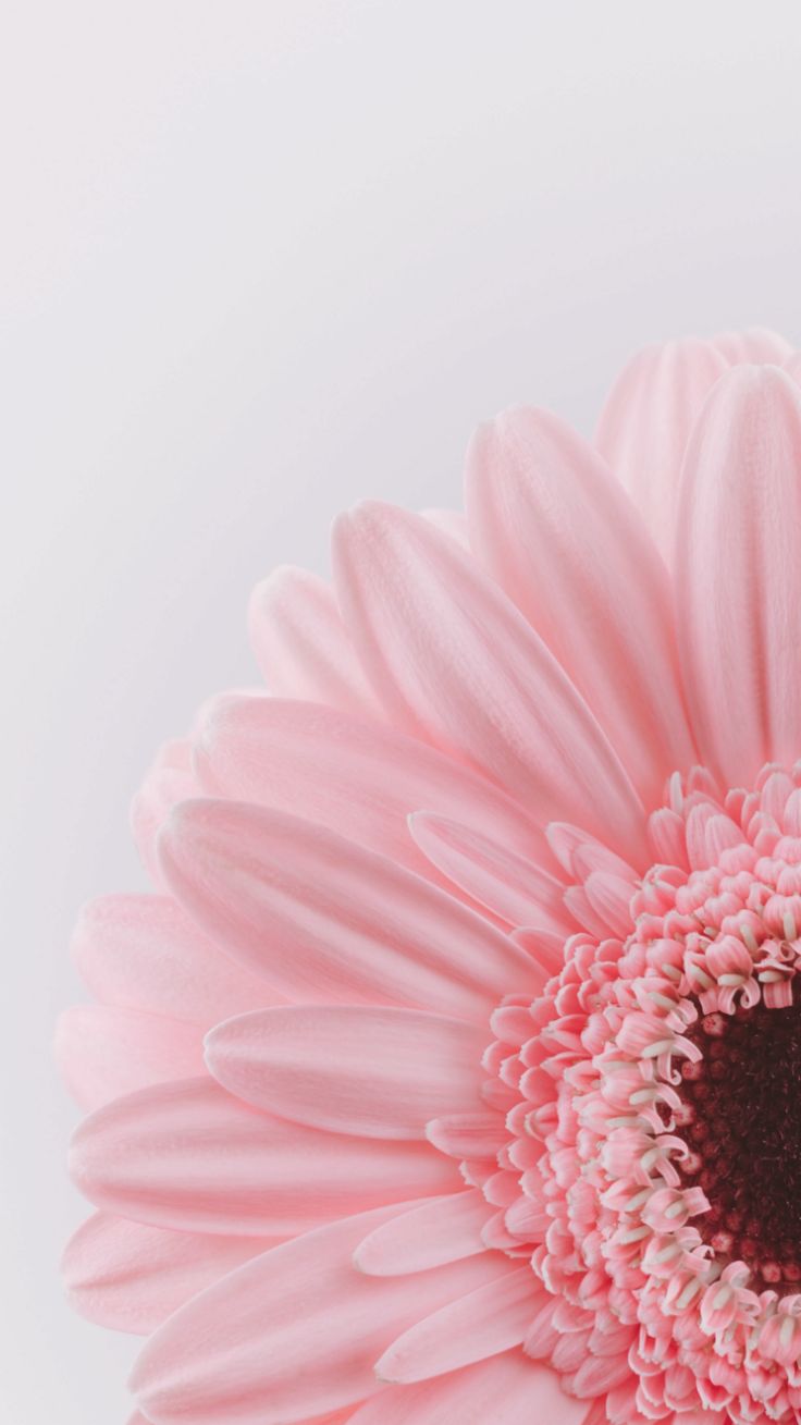 iphone 5sホーム画面の壁紙,ピンク,ガーベラ,花弁,花,バーバートンデイジー