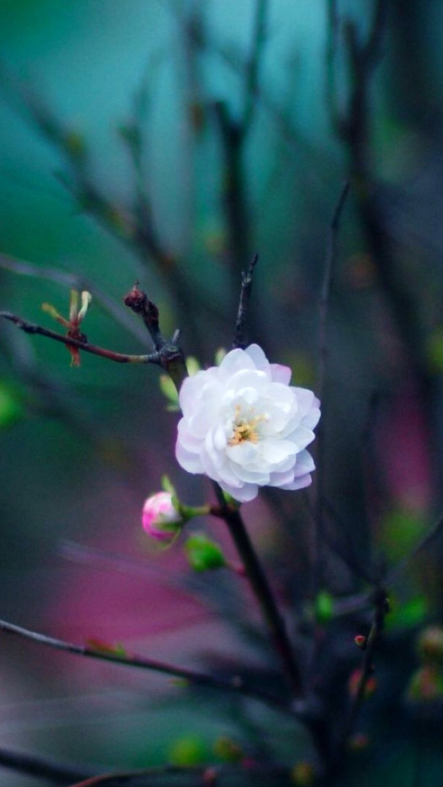 iphone 5s white wallpaper,flower,petal,plant,branch,spring