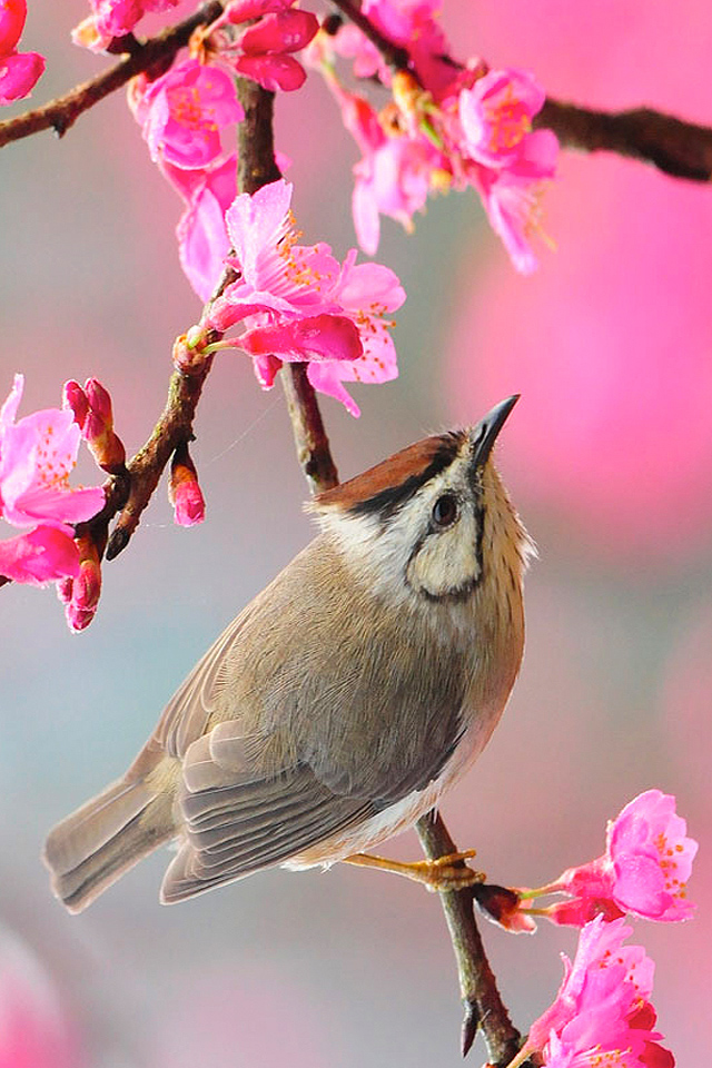 free wallpaper for iphone 5s,bird,flower,pink,plant,blossom