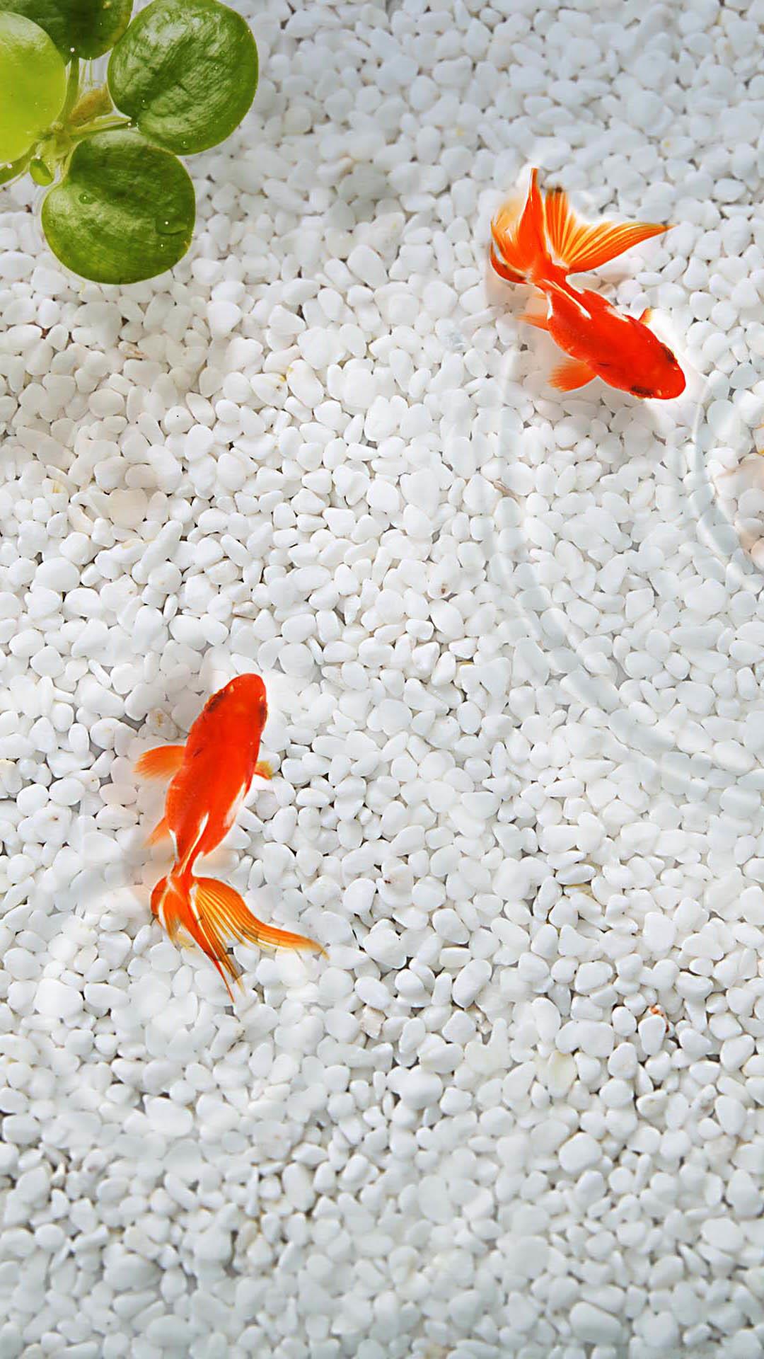 5c wallpaper,goldfish,feeder fish,fish,koi,fish