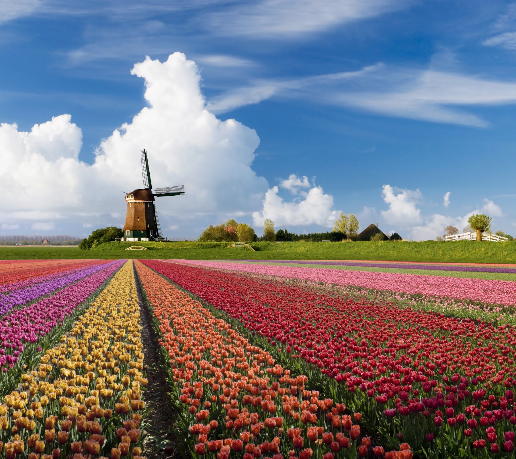 Тюльпановые ферма нидерланды. Засеянное поле алтайского края. Сельская проселочная дорога. Какой городе большие поля. Сельскохозяйственный ландшафт.