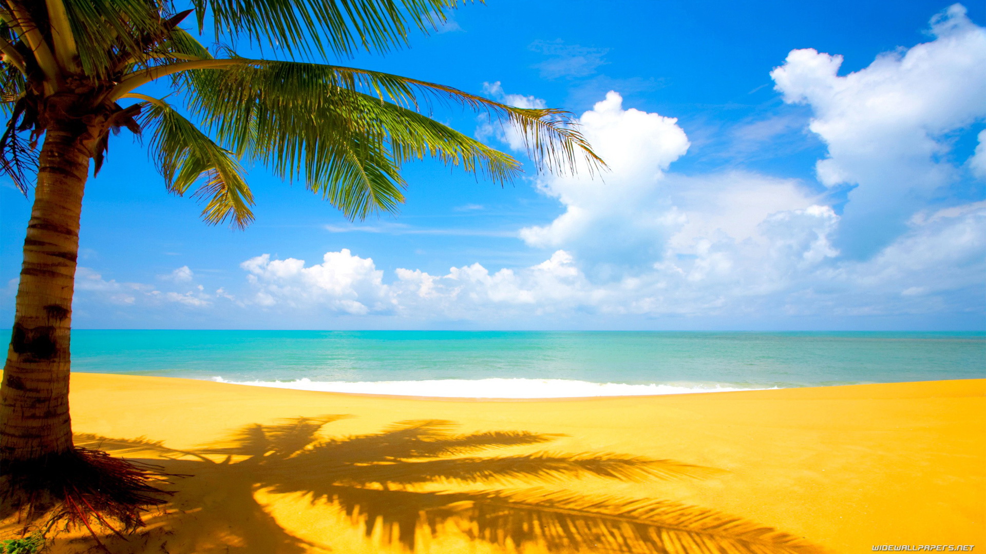 fondo de pantalla,cielo,naturaleza,paisaje natural,caribe,palmera