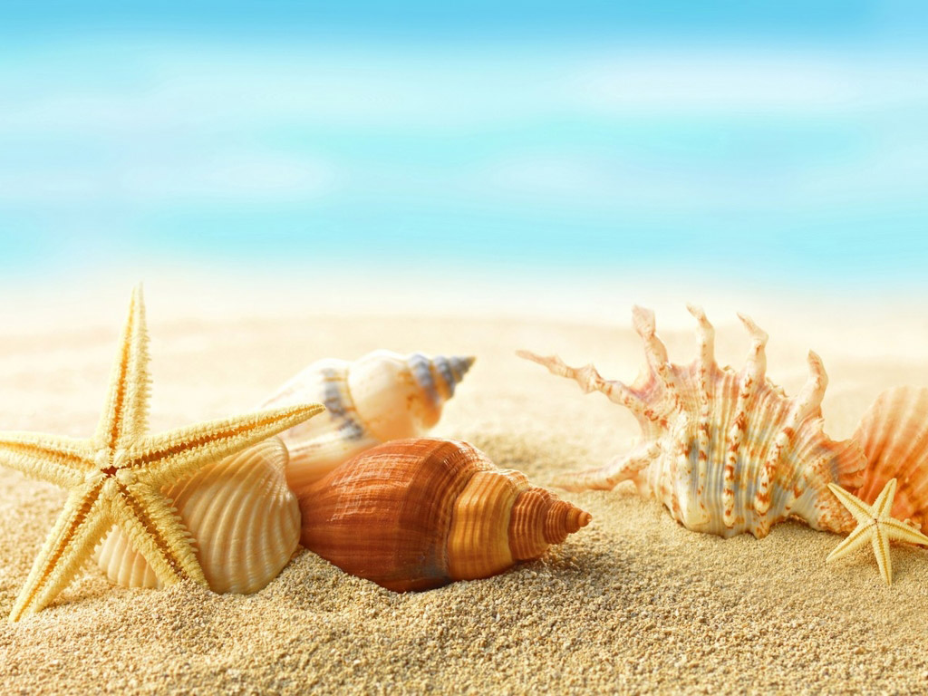 wallpaper สวย ๆ,shell,conch,sand,conch,sea snail