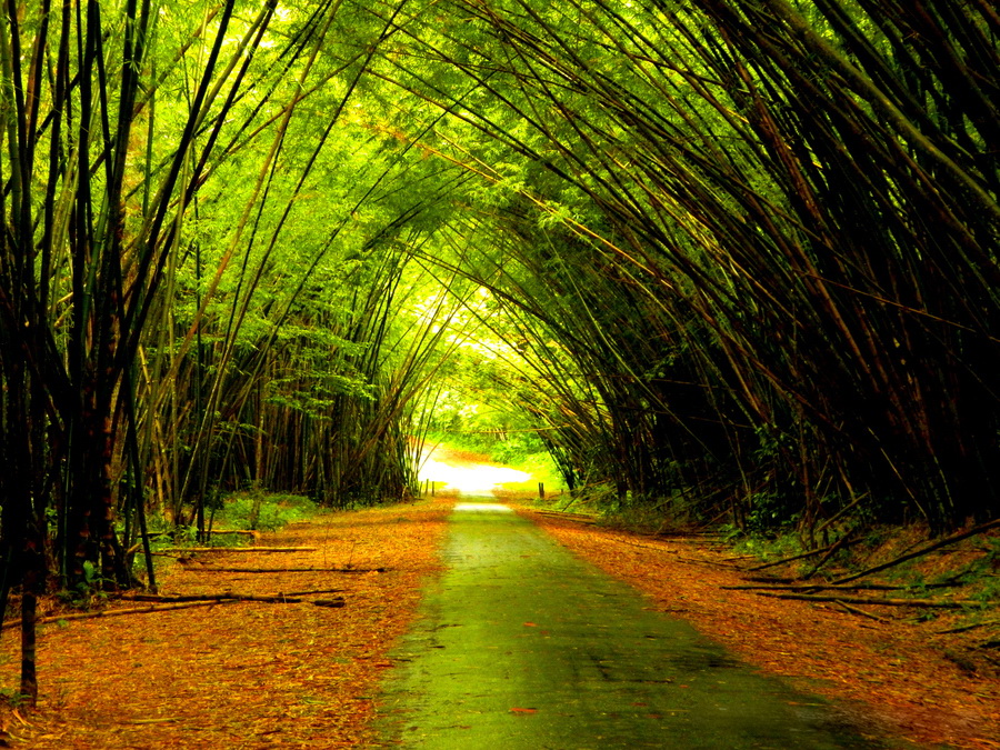 sfondo,verde,natura,paesaggio naturale,albero,leggero