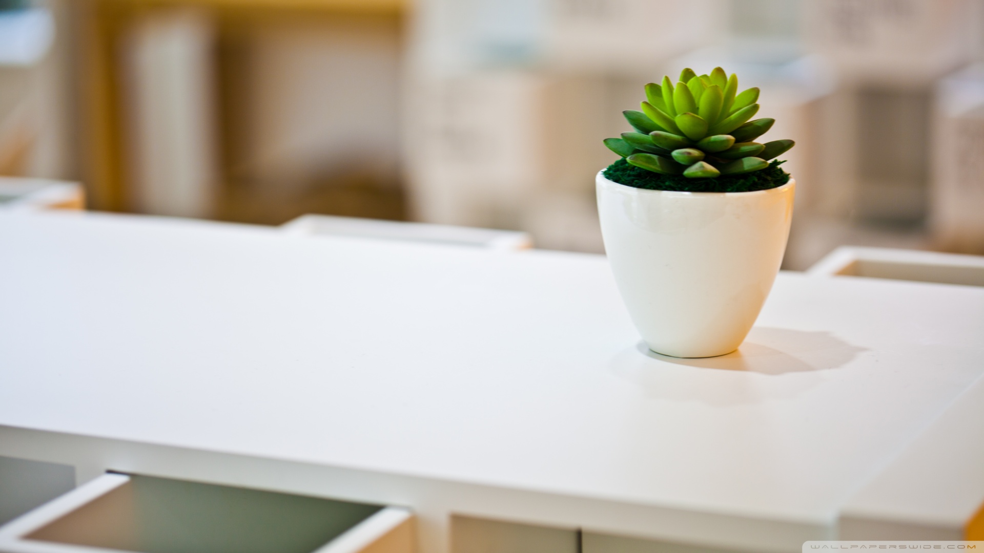 wallpaper สวย ๆ,white,flowerpot,green,houseplant,table (#80414
