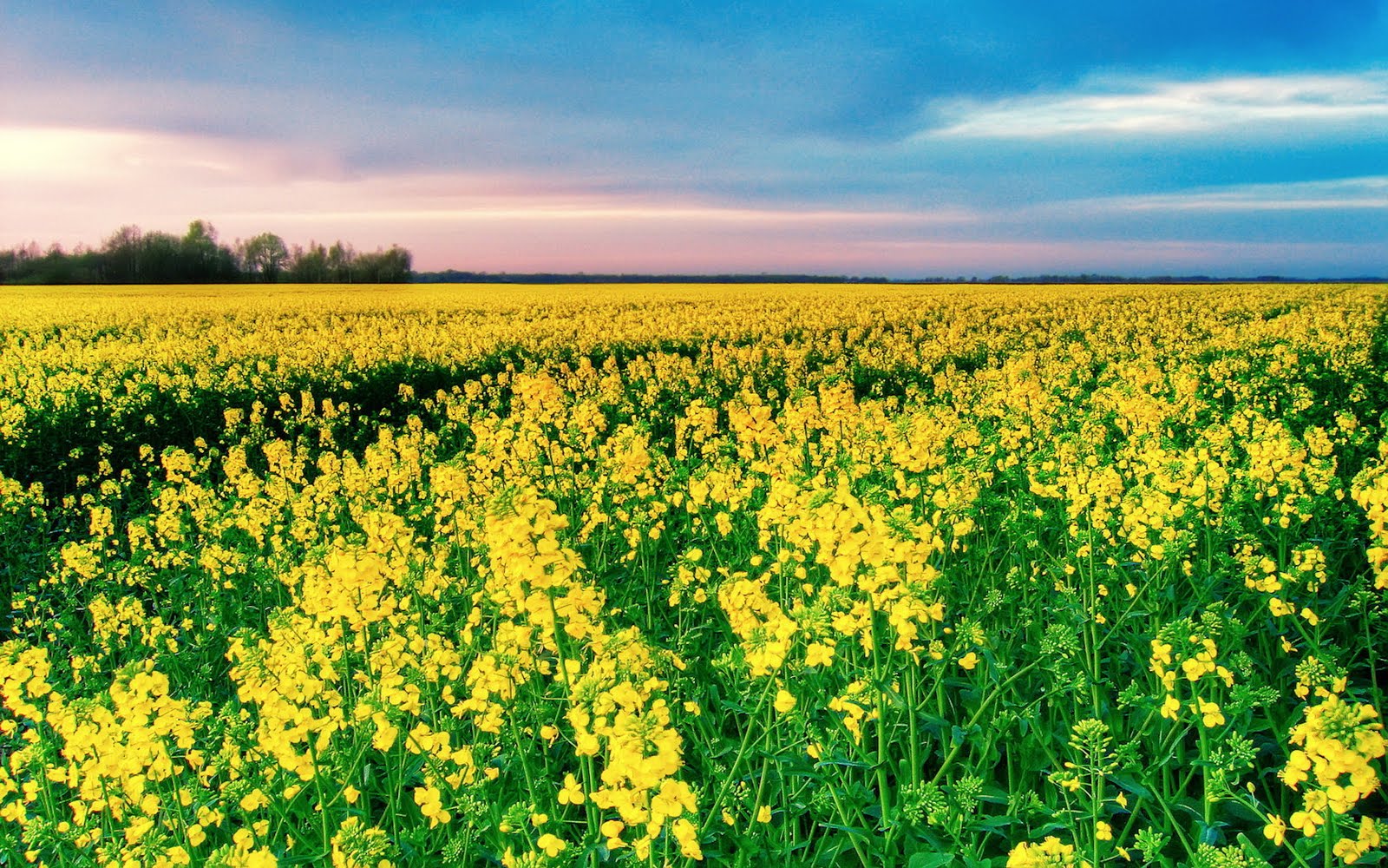 wallpaper สวย ๆ,rapeseed,people in nature,field,natural landscape,mustard