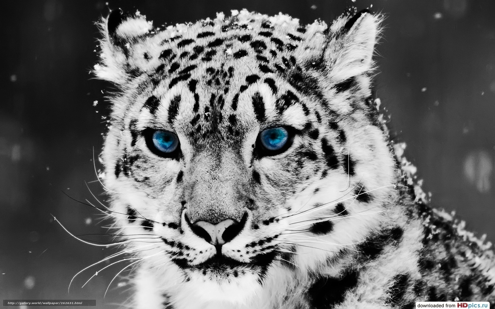 fondo de pantalla,leopardo de nieve,bigotes,fauna silvestre,felidae,animal terrestre