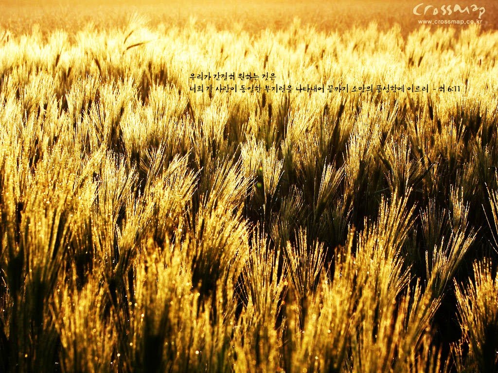 wallpaper สวย ๆ,barley,field,grass,grain,food grain