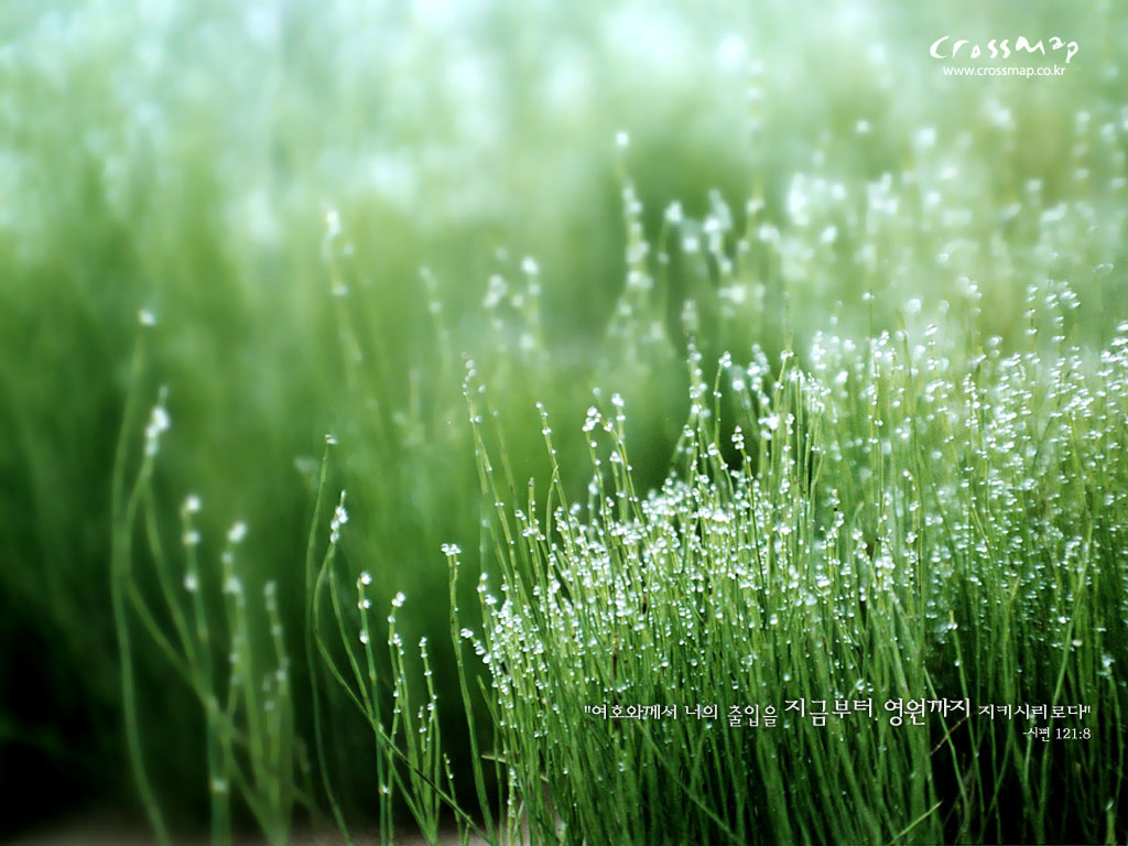 wallpaper สวย ๆ,green,water,nature,grass,moisture