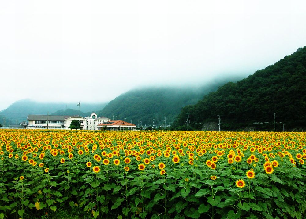 wallpaper สวย ๆ,sunflower,flower,field,nature,plantation