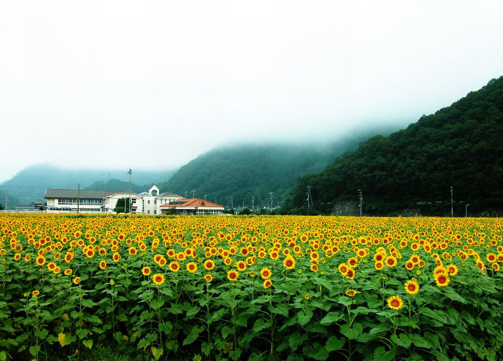 fondo de pantalla,girasol,flor,campo,naturaleza,plantación