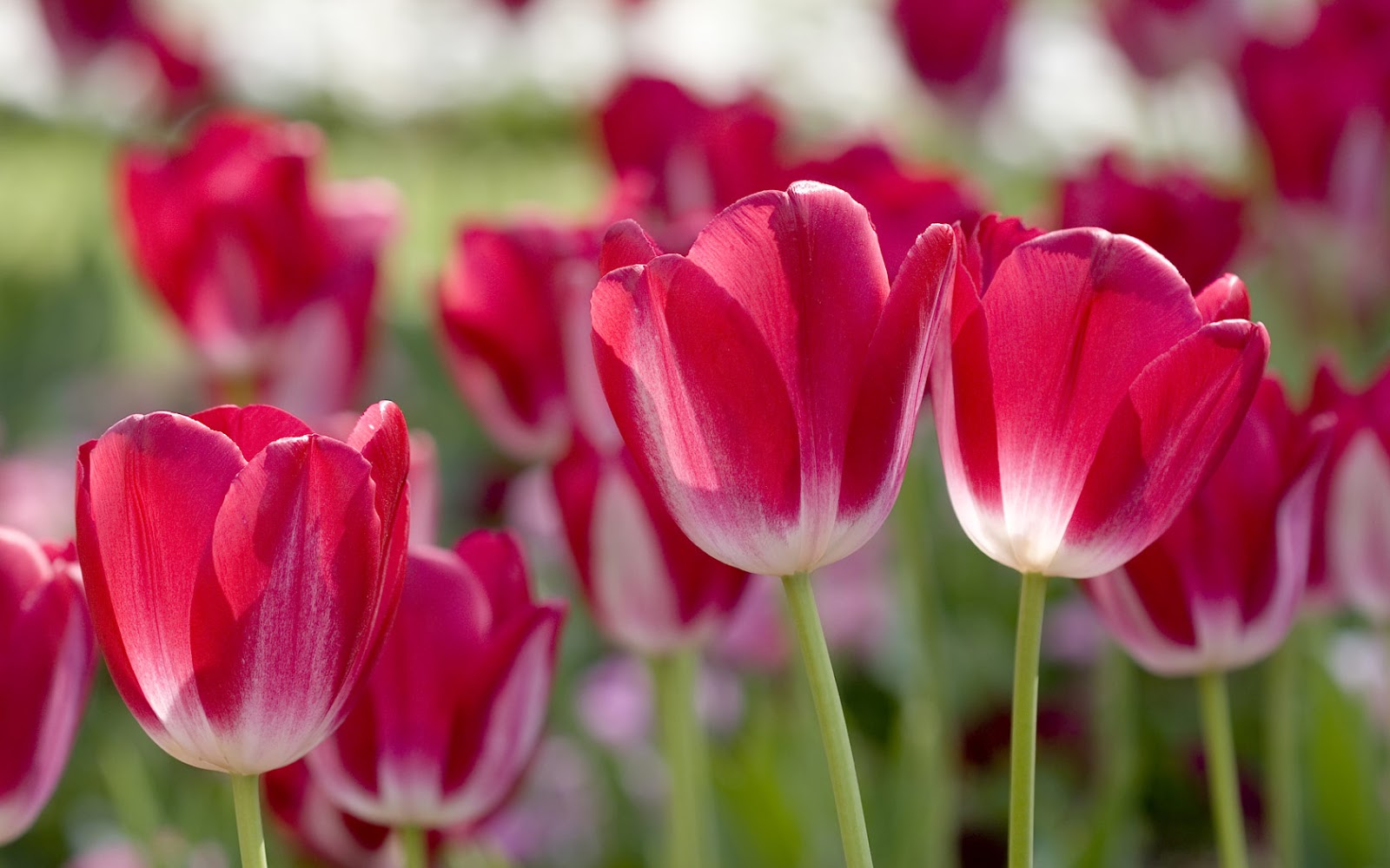 wallpaper สวย ๆ,flower,tulip,flowering plant,petal,plant