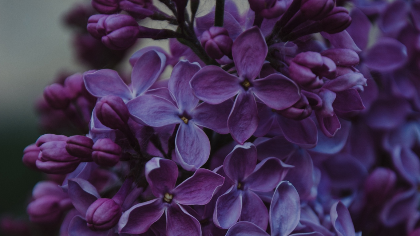 壁紙,ライラック,花,紫の,ライラック,バイオレット