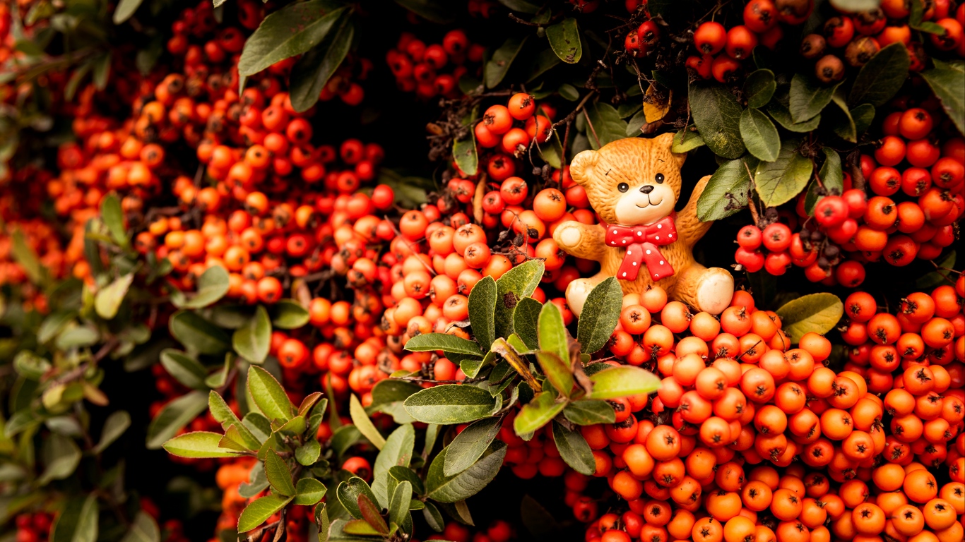 wallpaper สวย ๆ,rowan,red,fruit,plant,sorbus