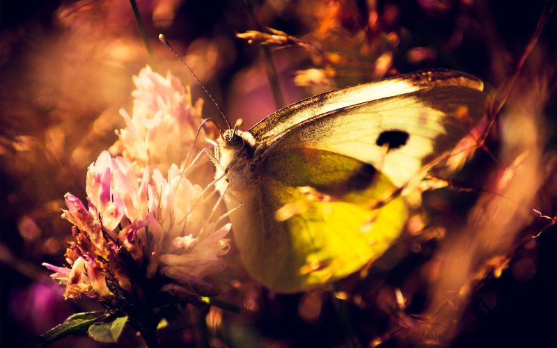 wallpaper สวย ๆ,butterfly,insect,macro photography,moths and butterflies,yellow