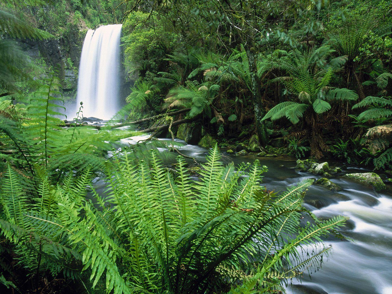 fondo de pantalla,paisaje natural,recursos hídricos,cuerpo de agua,naturaleza,helechos y colas de caballo