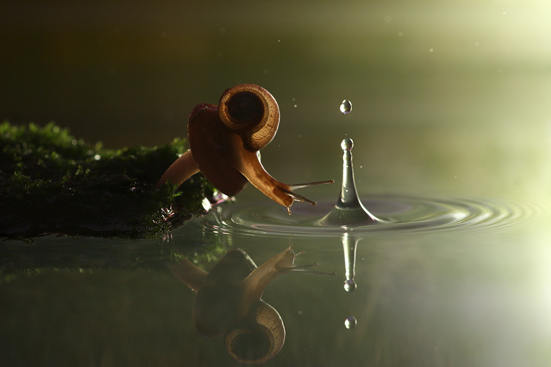 wallpaper สวย ๆ,water,reflection,photography,organism,macro photography