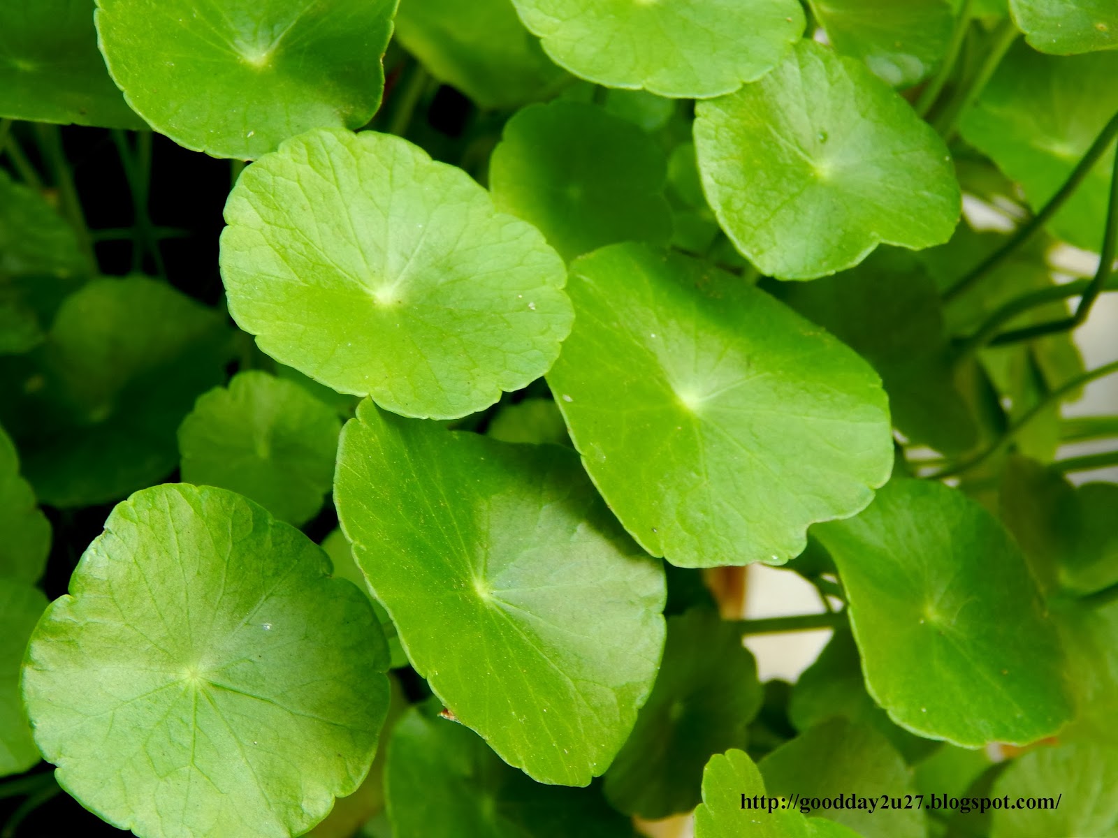 sfondo,pianta fiorita,fiore,foglia,pianta,verde