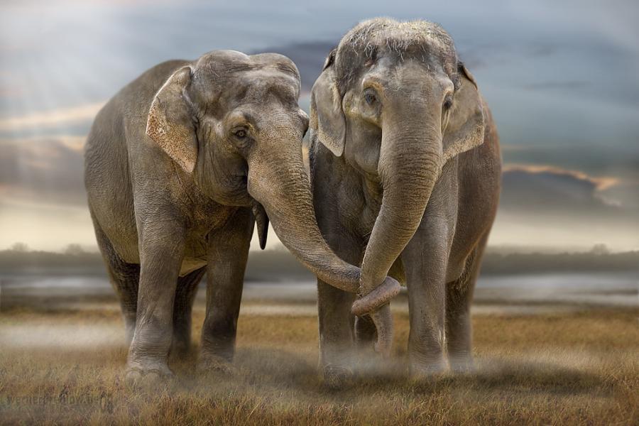 wallpaper สวย ๆ,elephant,elephants and mammoths,terrestrial animal,indian elephant,vertebrate