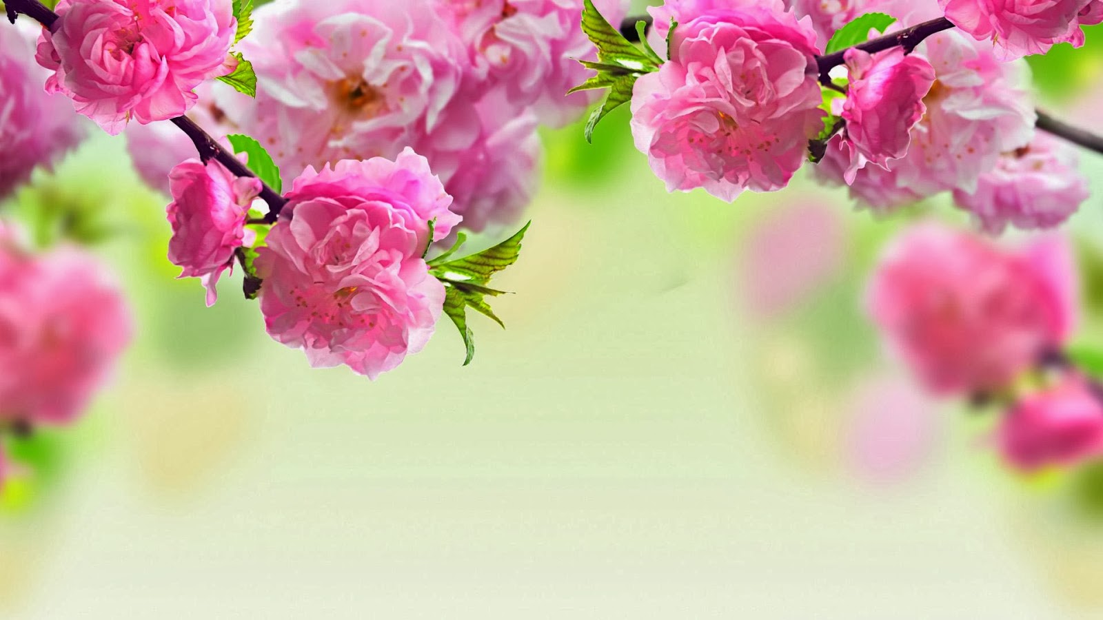 hd花の壁紙1080p,花,ピンク,工場,春,花弁