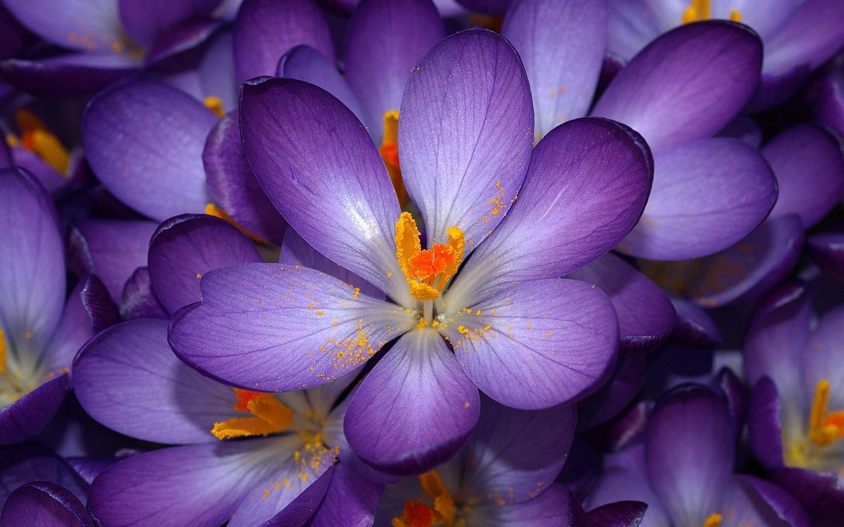 fonds d'écran fleur hd 1080p,fleur,plante à fleurs,pétale,plante,violet
