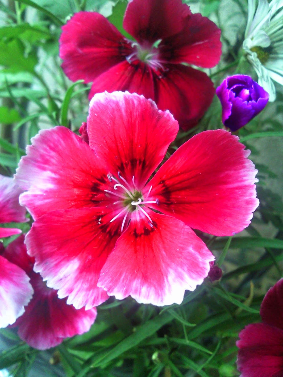 hd flower wallpapers 1080p,flower,flowering plant,petal,plant,sweet william