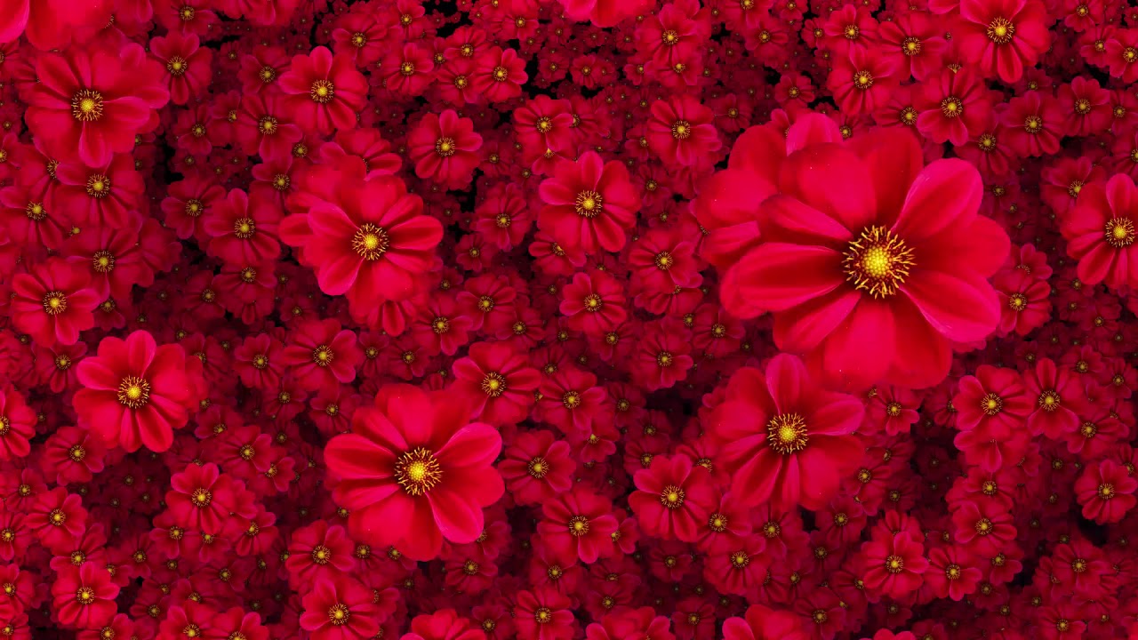 fonds d'écran fleur hd 1080p,fleur,rouge,pétale,plante,plante à fleurs