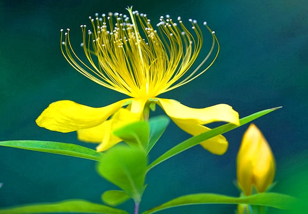 sfondi fiore hd 1080p,fiore,pianta fiorita,pianta,giallo,foglia