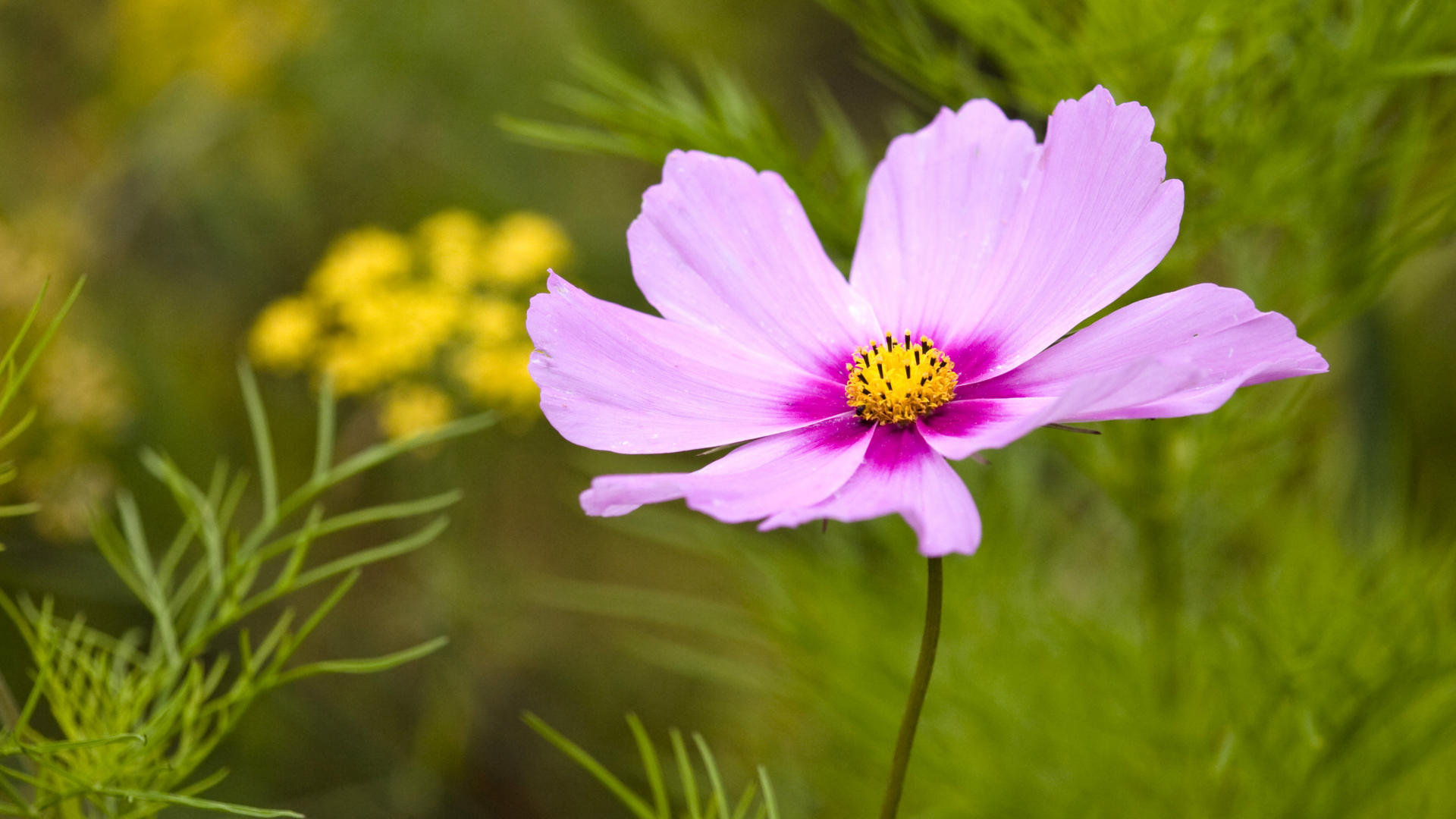 hd花の壁紙1080p,花,開花植物,花弁,工場,庭のコスモス