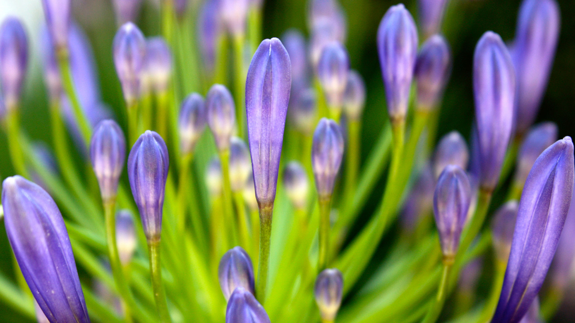 hd 꽃 월페이퍼 1080p,꽃,꽃 피는 식물,식물,푸른,보라색