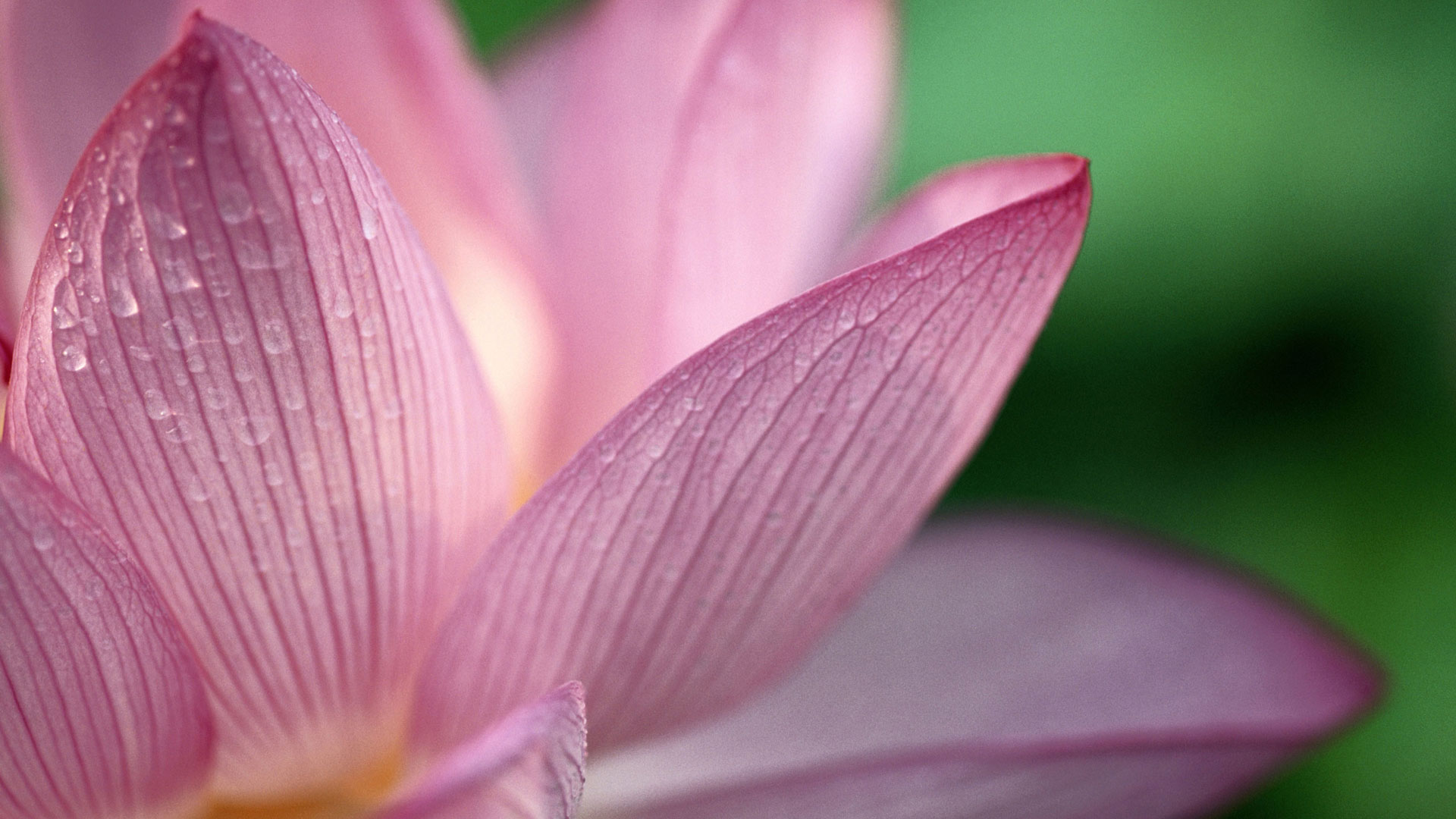 hd花の壁紙1080p,開花植物,花弁,花,ピンク,工場