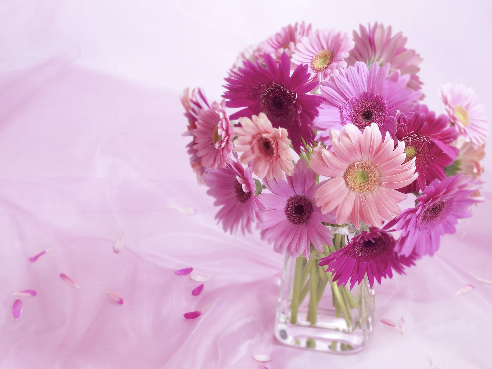 hd 꽃 월페이퍼 1080p,꽃,꽃 피는 식물,분홍,꽃을 자르다,꽃다발