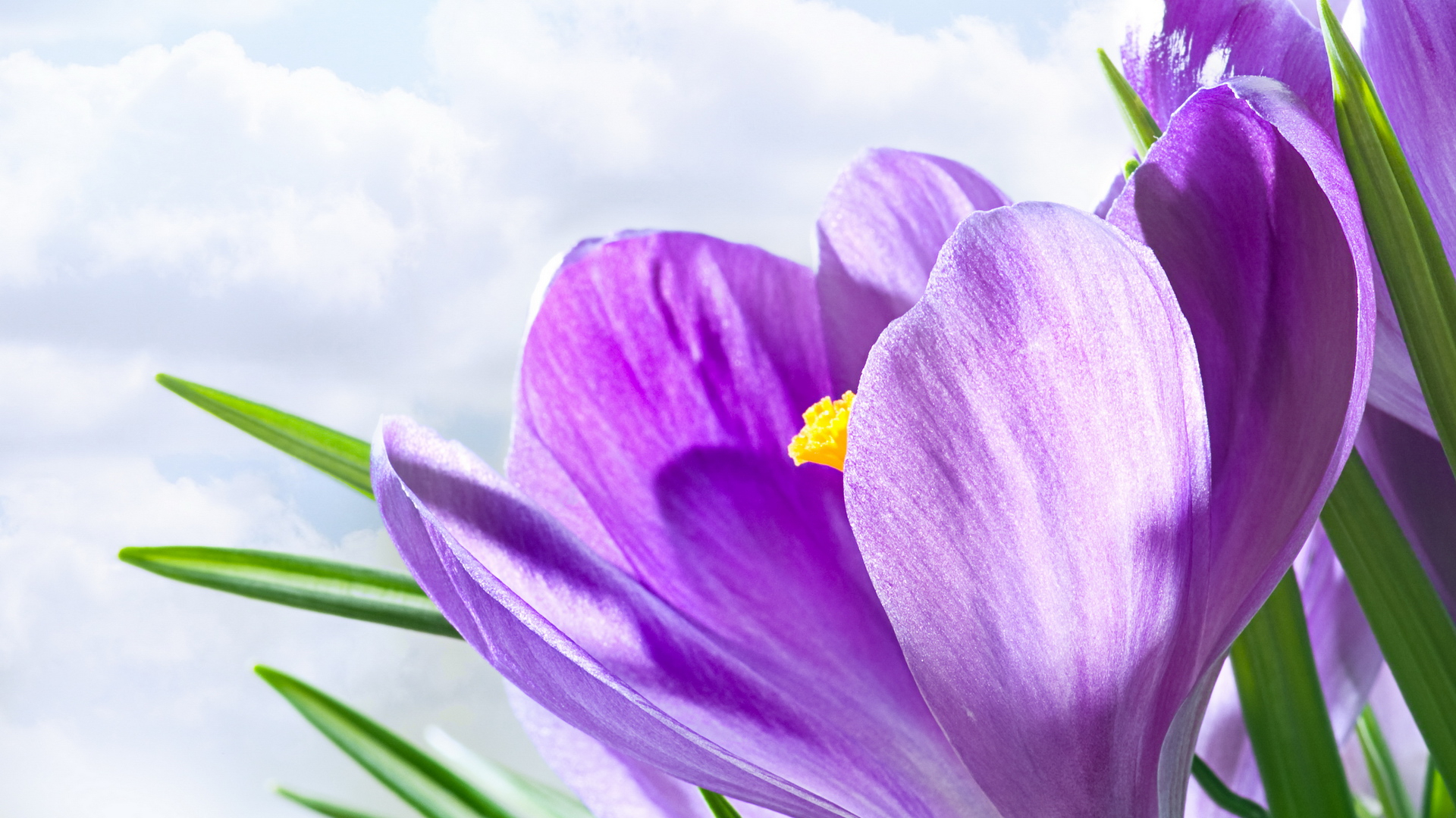 hd flower wallpapers 1080p,flower,flowering plant,petal,violet,purple