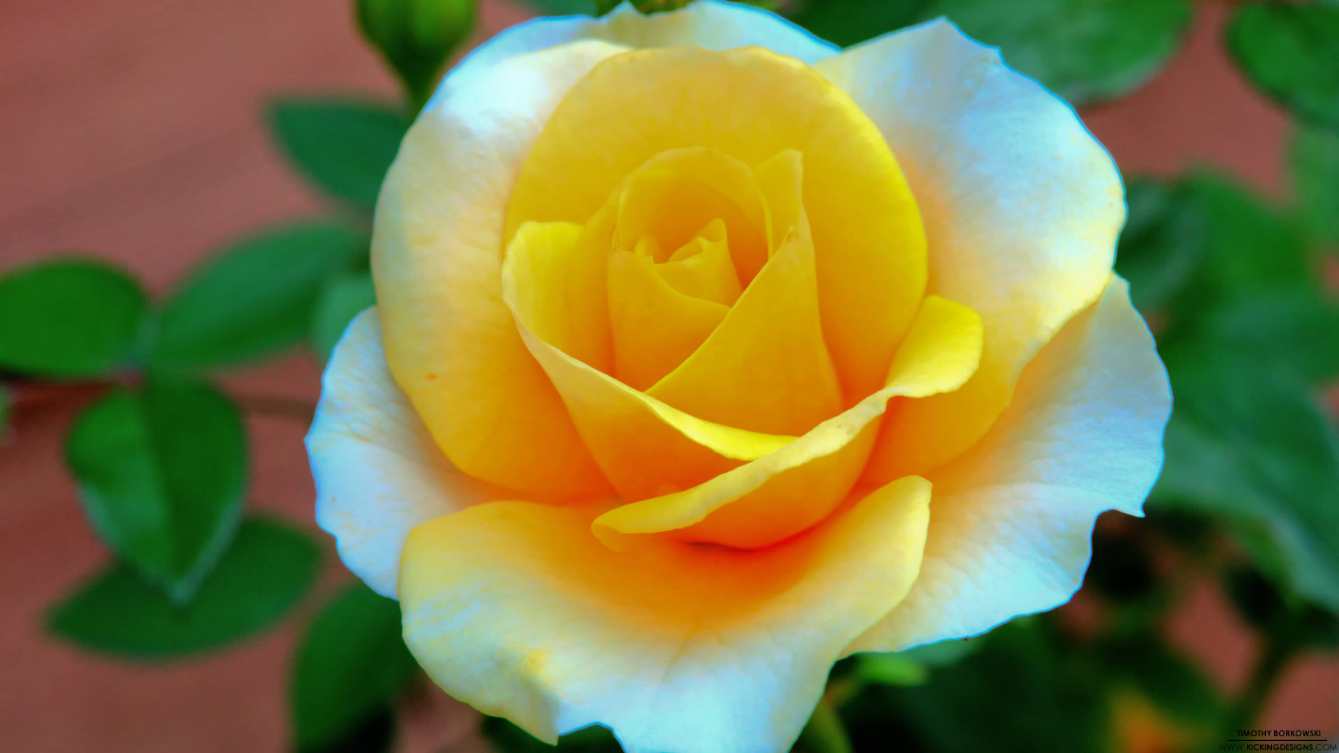 sfondi fiore hd 1080p,fiore,pianta fiorita,julia child rose,petalo,rose da giardino