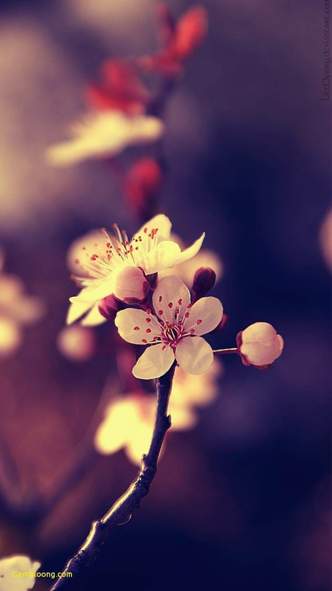 아름다운 꽃 월페이퍼,자연,꽃,꽃잎,봄,꽃
