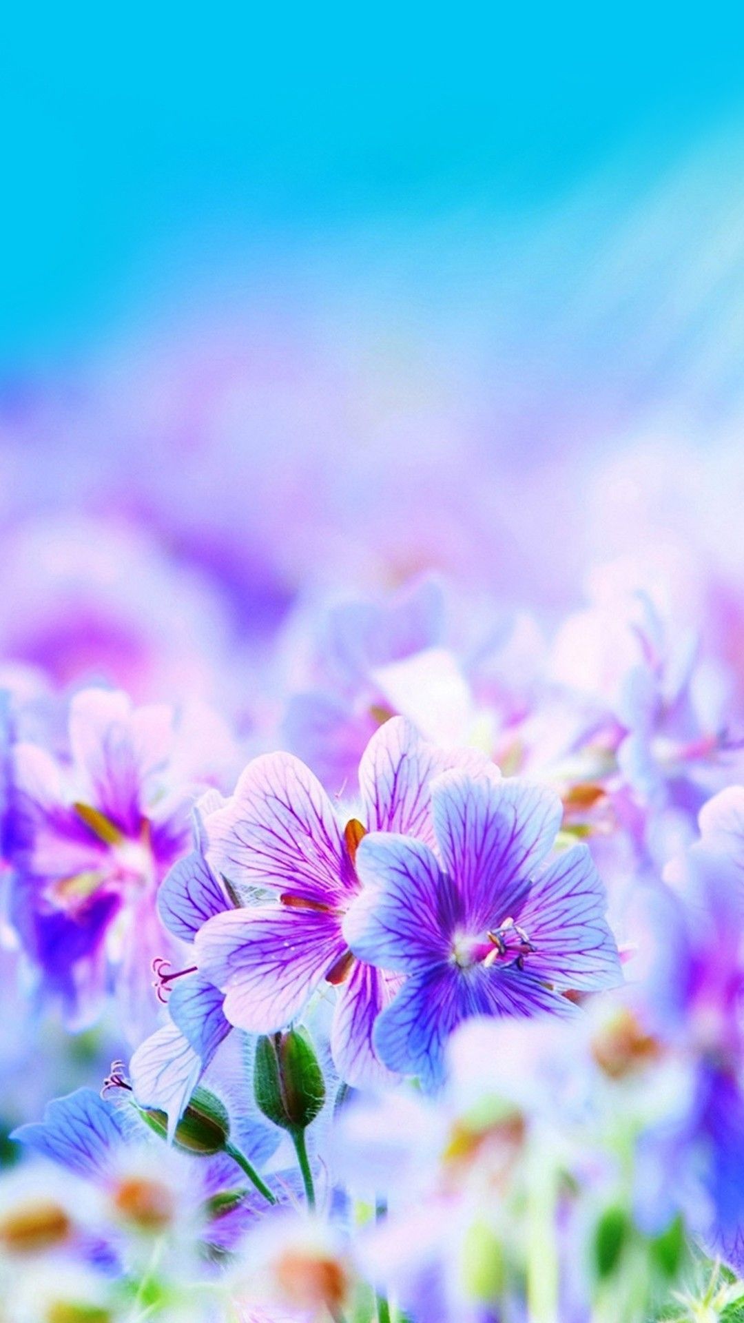 beautiful flowers wallpapers for mobile,flowering plant,flower,violet,purple,nature